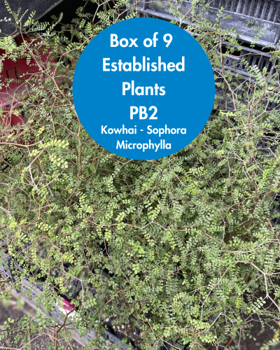 Kowhai Sophora Microphylla 9 Plants Box